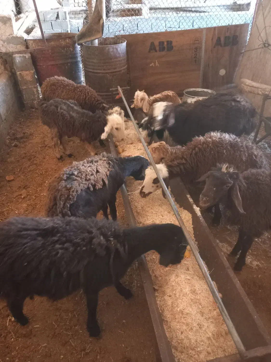 با سلام بره نرو ماده|حیوانات مزرعه|هشتگرد, خور|دیوار