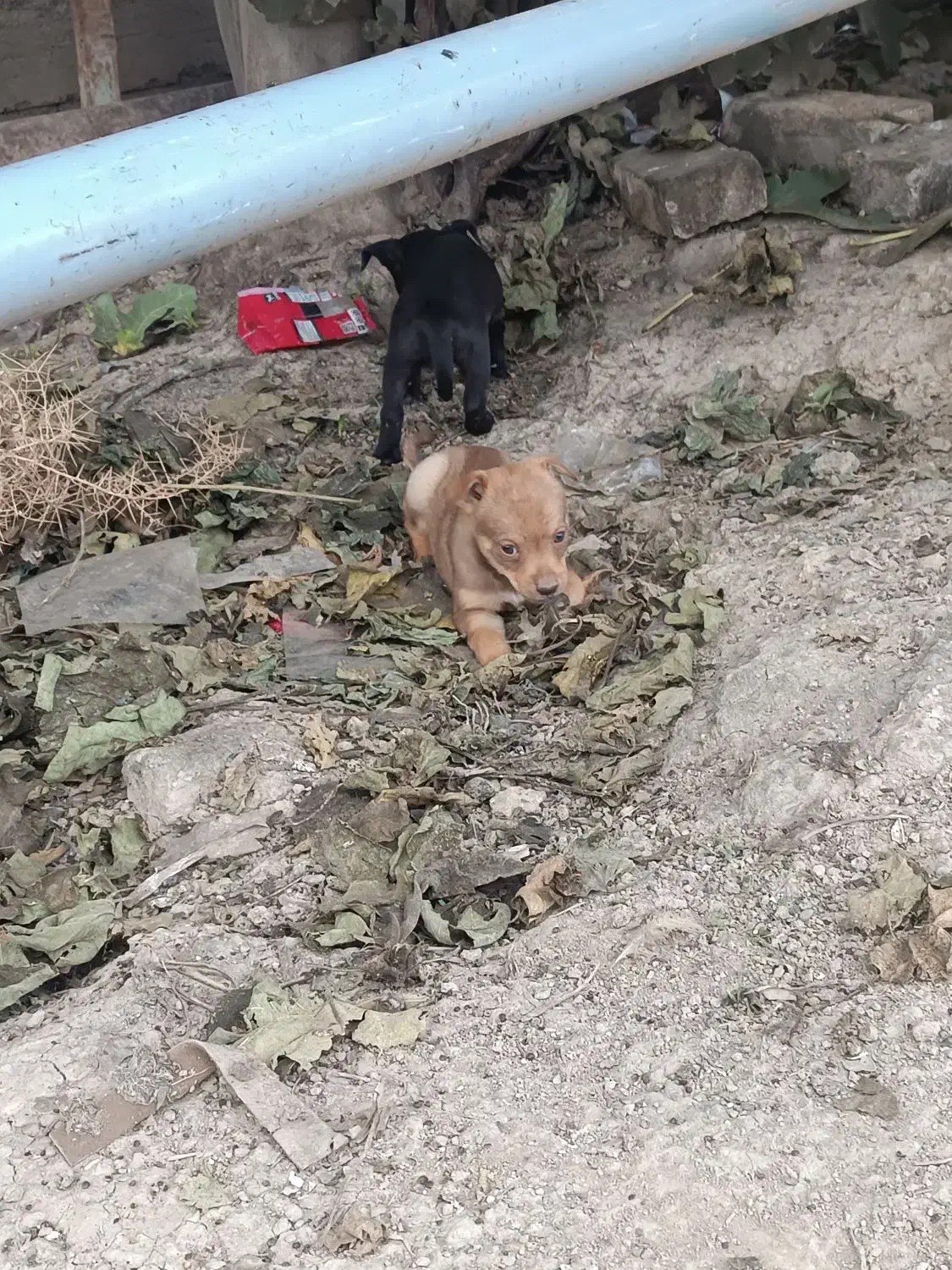 سگ پاکوتاه اصل|سگ|سیمین شهر, |دیوار