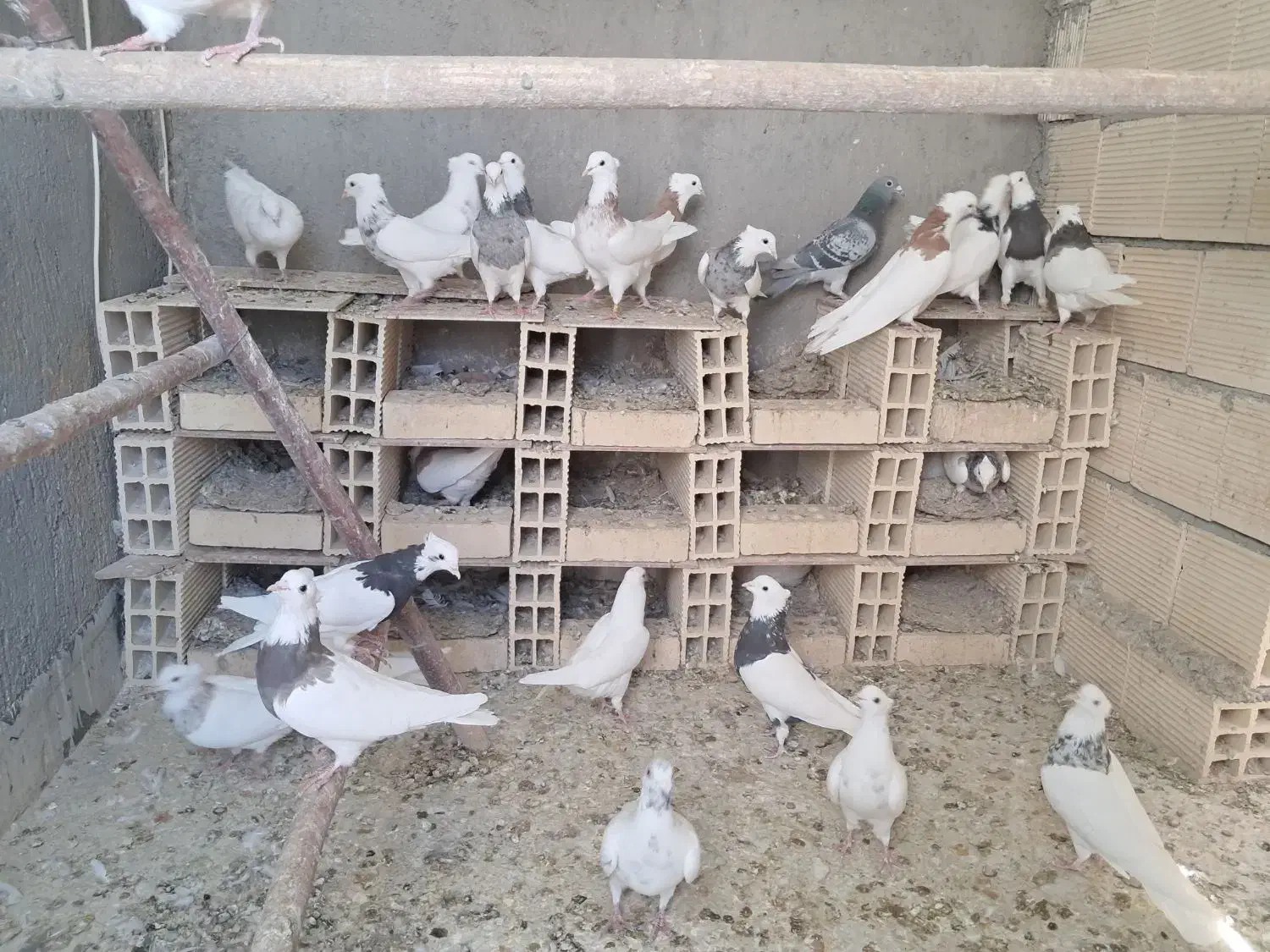 فروش تعدادی طوقی پالخت|پرنده|رودشت (اصفهان), |دیوار