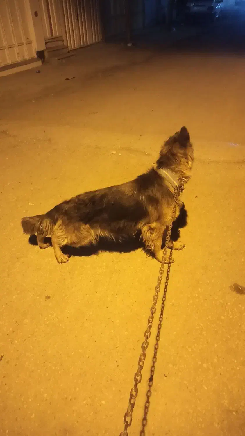 واگذاری سگ ژرمن|سگ|خرمآباد, |دیوار