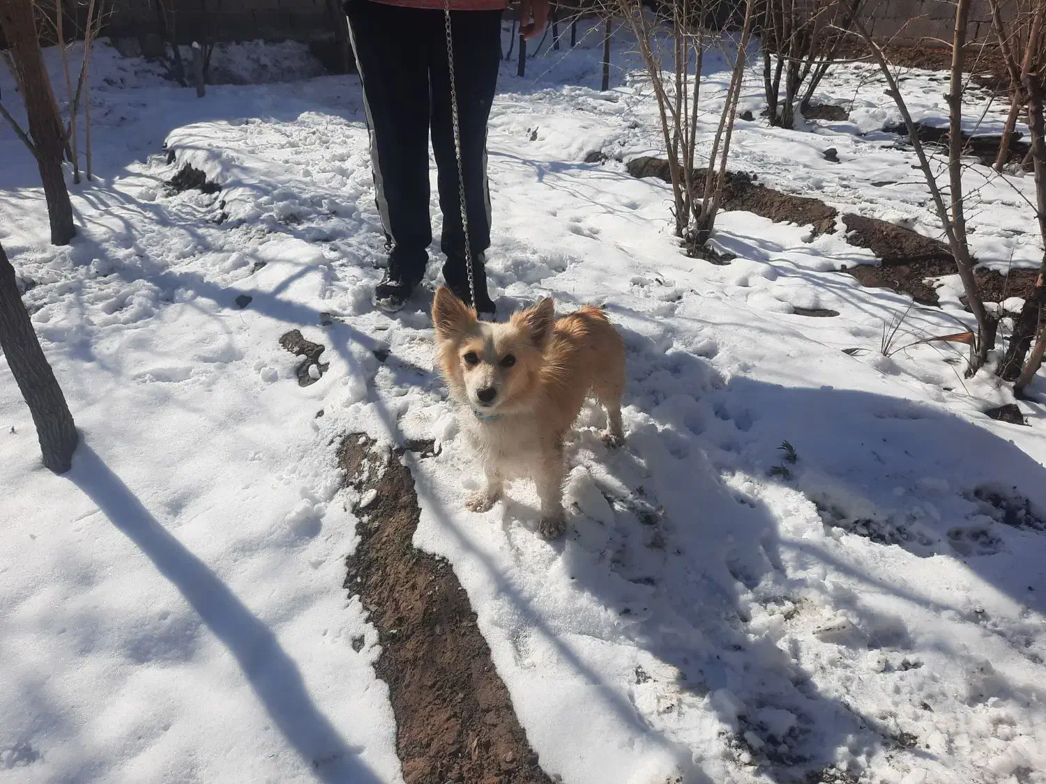 سگ پاکوتاه|سگ|بیرجند, |دیوار