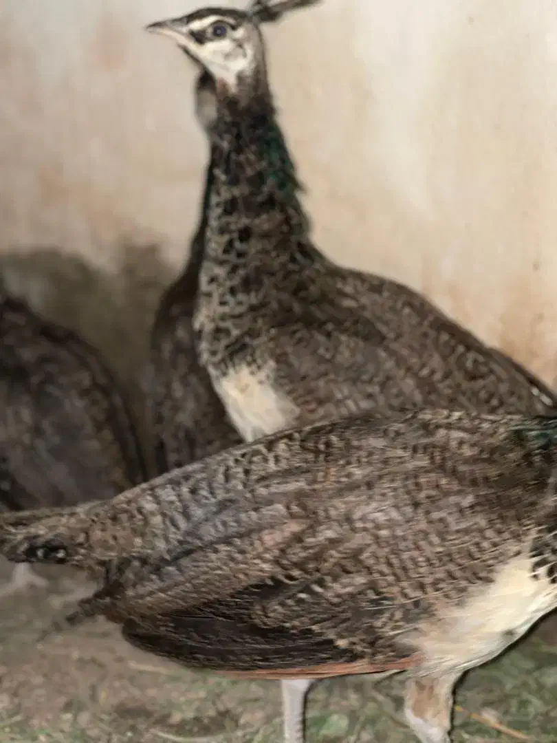 جوجه طاوس نر و ماده|پرنده|ماسال, |دیوار