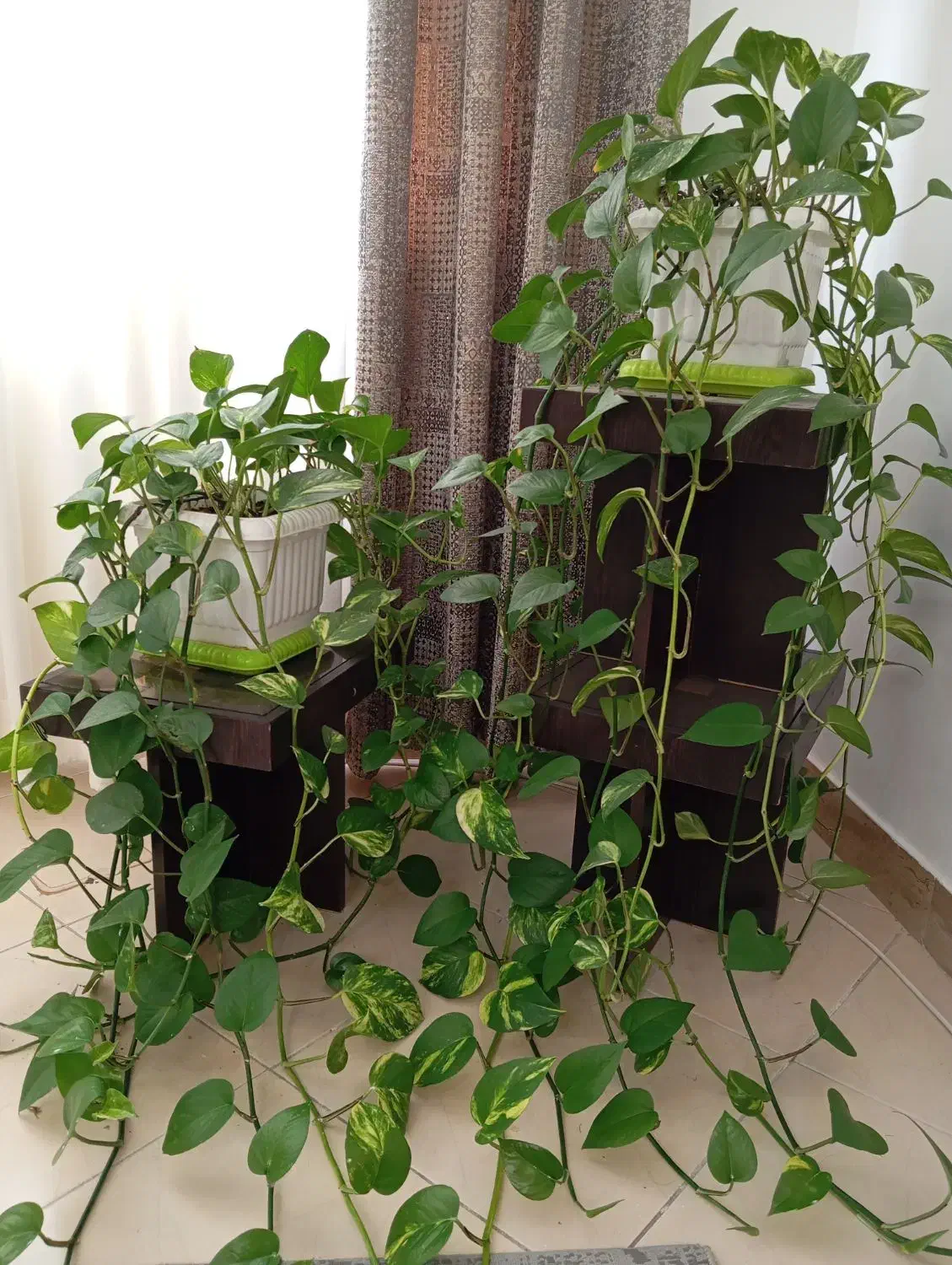 گل پتوس|گل و گیاه طبیعی|کرج, شاهینویلا|دیوار