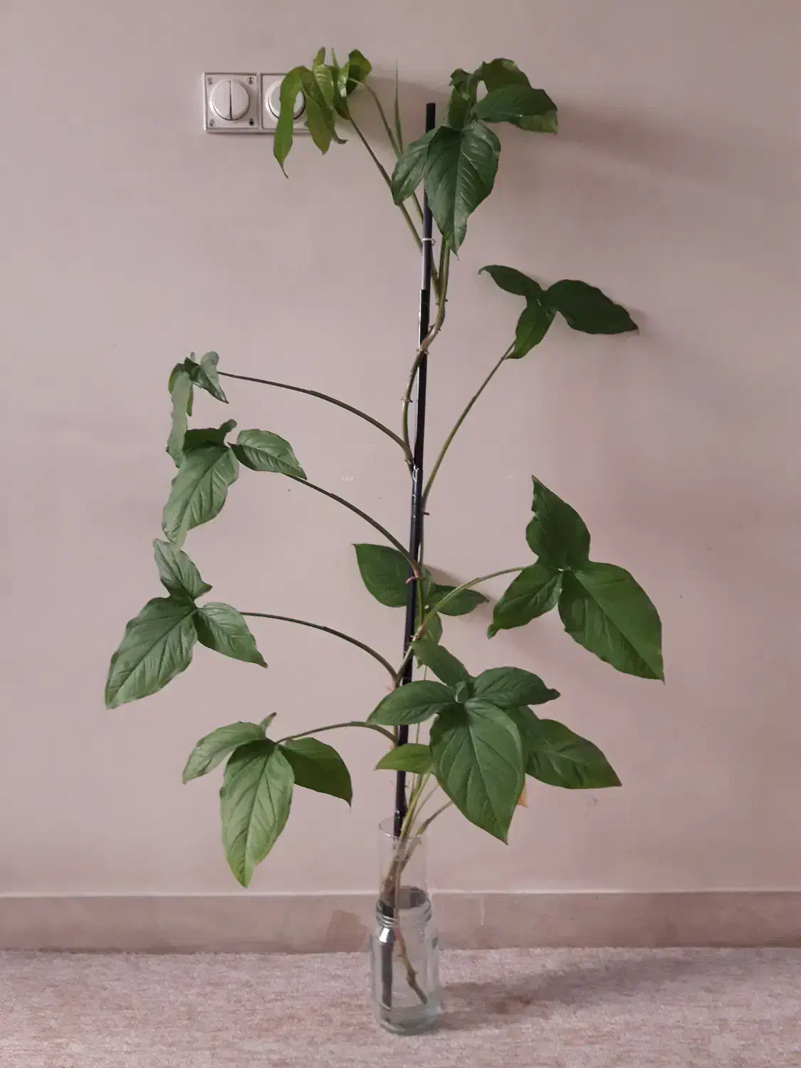 قلمه سینگونیوم و پتوس|گل و گیاه طبیعی|تهران, مجیدیه|دیوار