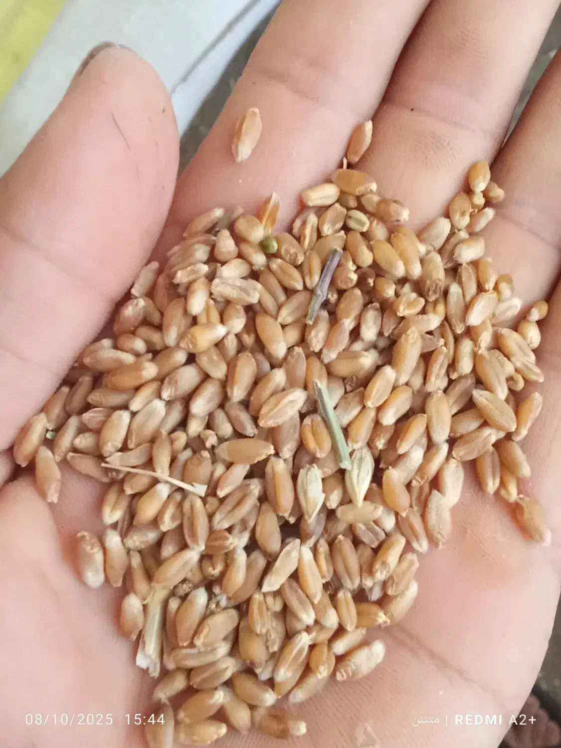 گندم|گل و گیاه طبیعی|صادق آباد, |دیوار