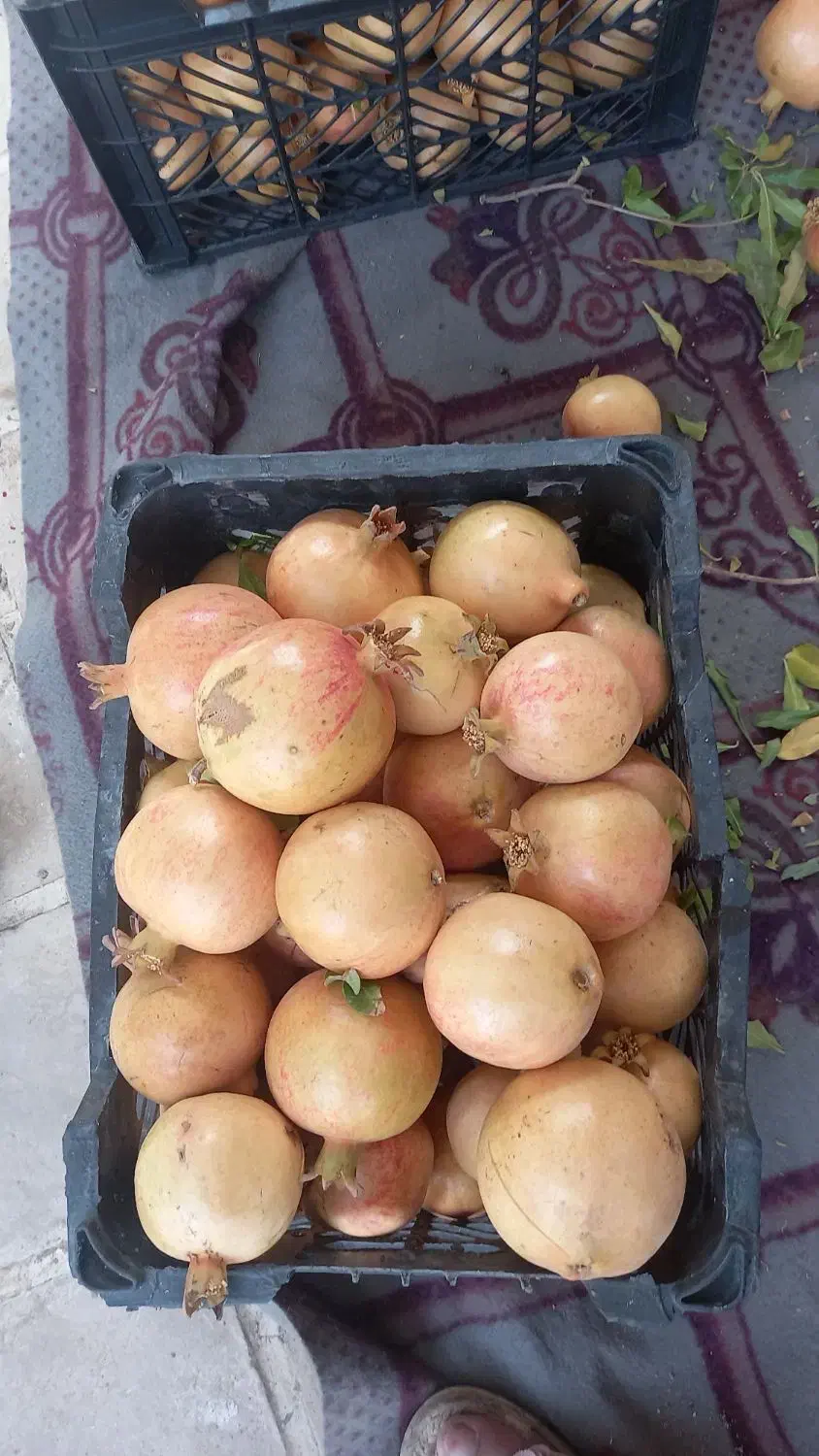 انار میخوش|خوردنی و آشامیدنی|حمیدیا, |دیوار