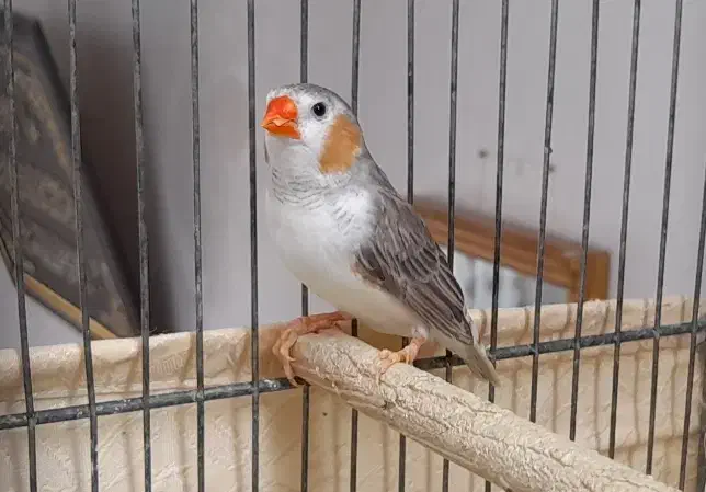 معاوضه فنج نر با ماده گینگ|پرنده|قم, مهر آباد|دیوار