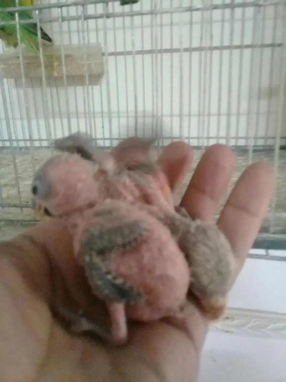 کوتوله گم شده|پرنده|قم, لسانی|دیوار