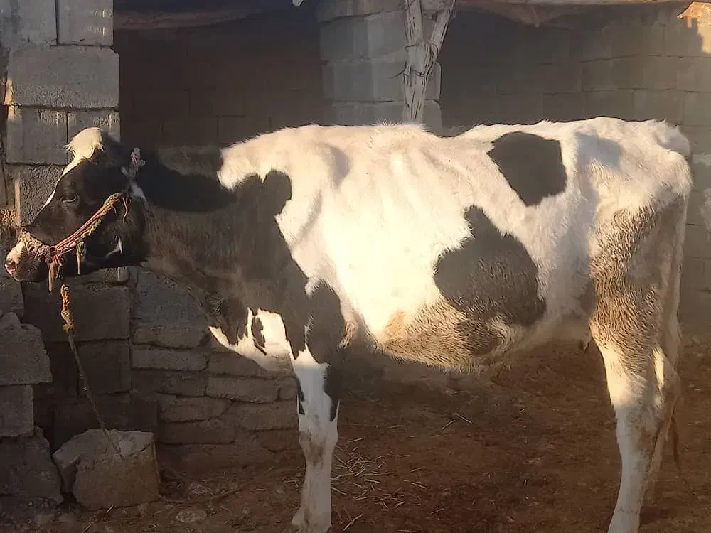 گاو نوبر|حیوانات مزرعه|داراب, |دیوار