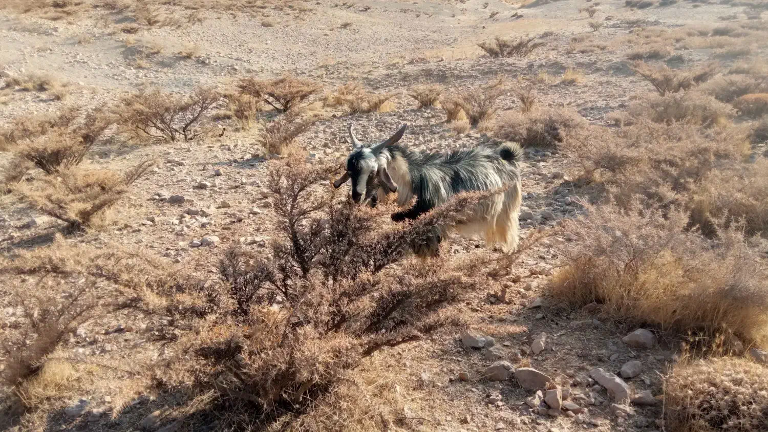 فروش چپش|حیوانات مزرعه|یاسوج, |دیوار