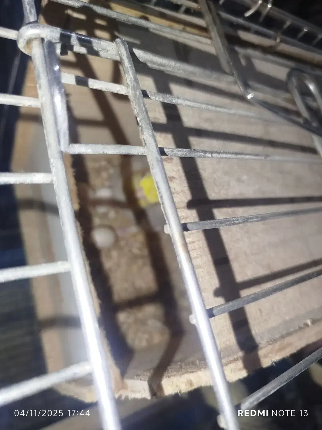 فروش طوطی عروس|پرنده|قائمشهر, |دیوار