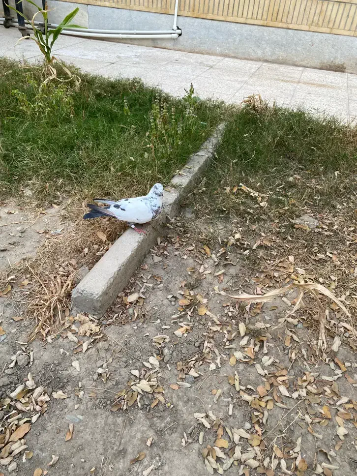 کفتر سوسکی|پرنده|فردیس, فردیس|دیوار