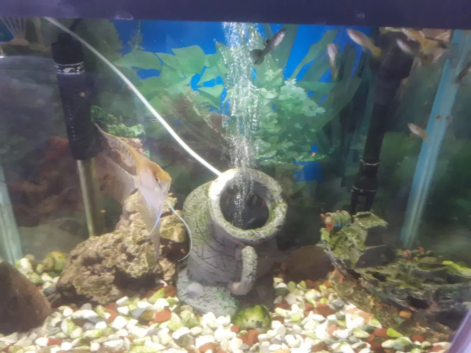 آکواریوم شرکتی با ماهی و لوازم|ماهی|گلبهار, شهر جدید گلبهار|دیوار