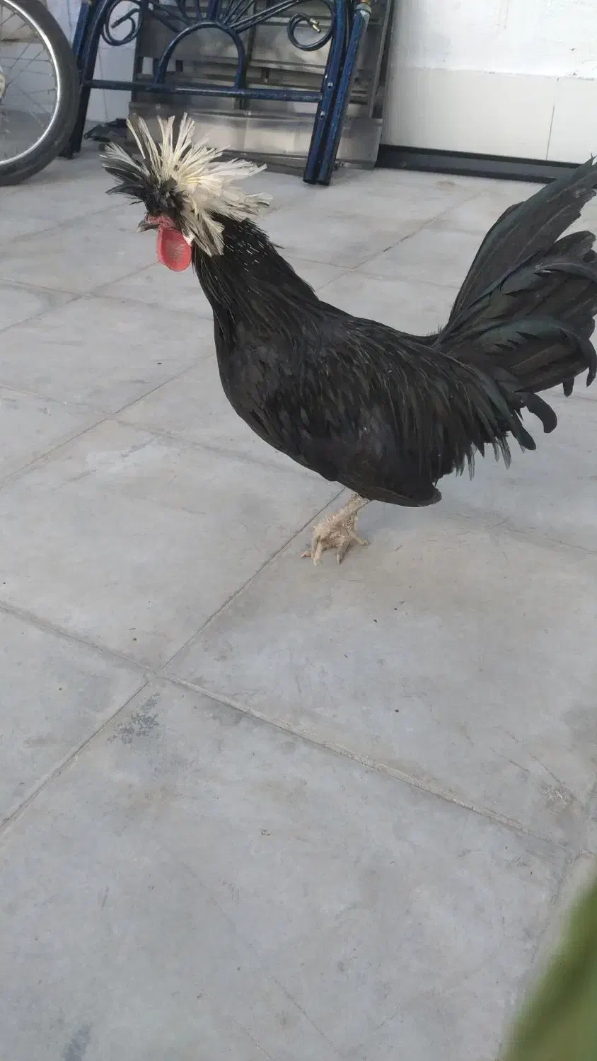 پرنده|حراج|فسا, |دیوار