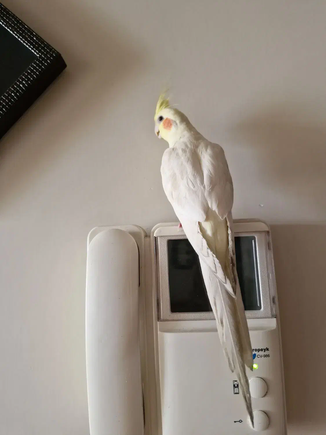 گمشده عروس هلندی|حیوانات|اصفهان, دستگرده|دیوار