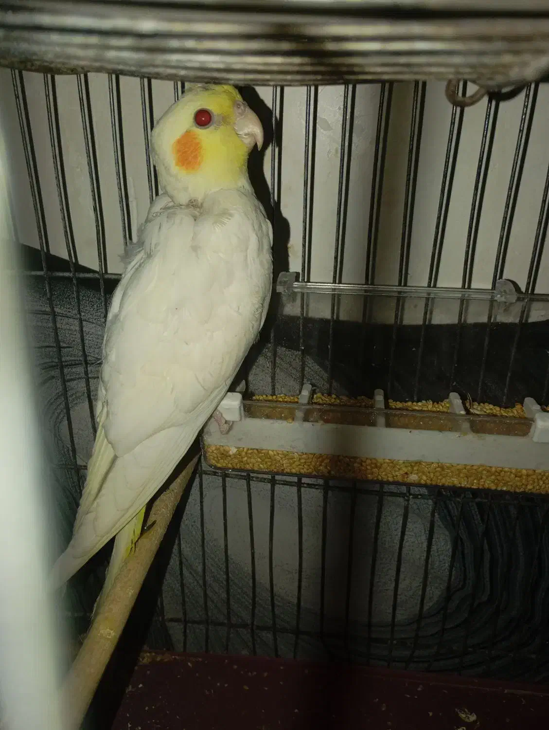 عروس هلندی|پرنده|بیرجند, |دیوار