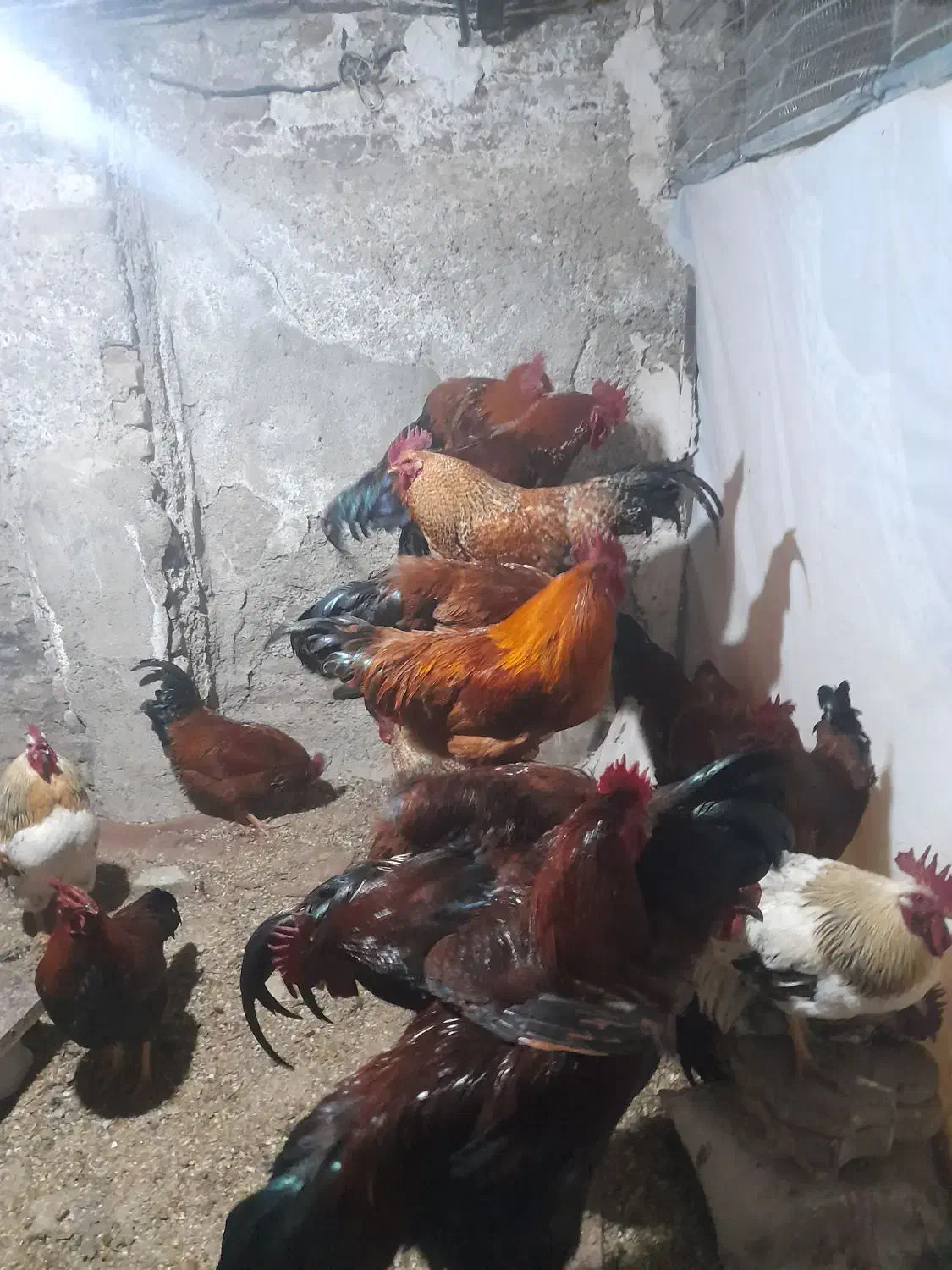 خروس محلی|حیوانات مزرعه|هشتگرد, هشتگرد قدیم|دیوار