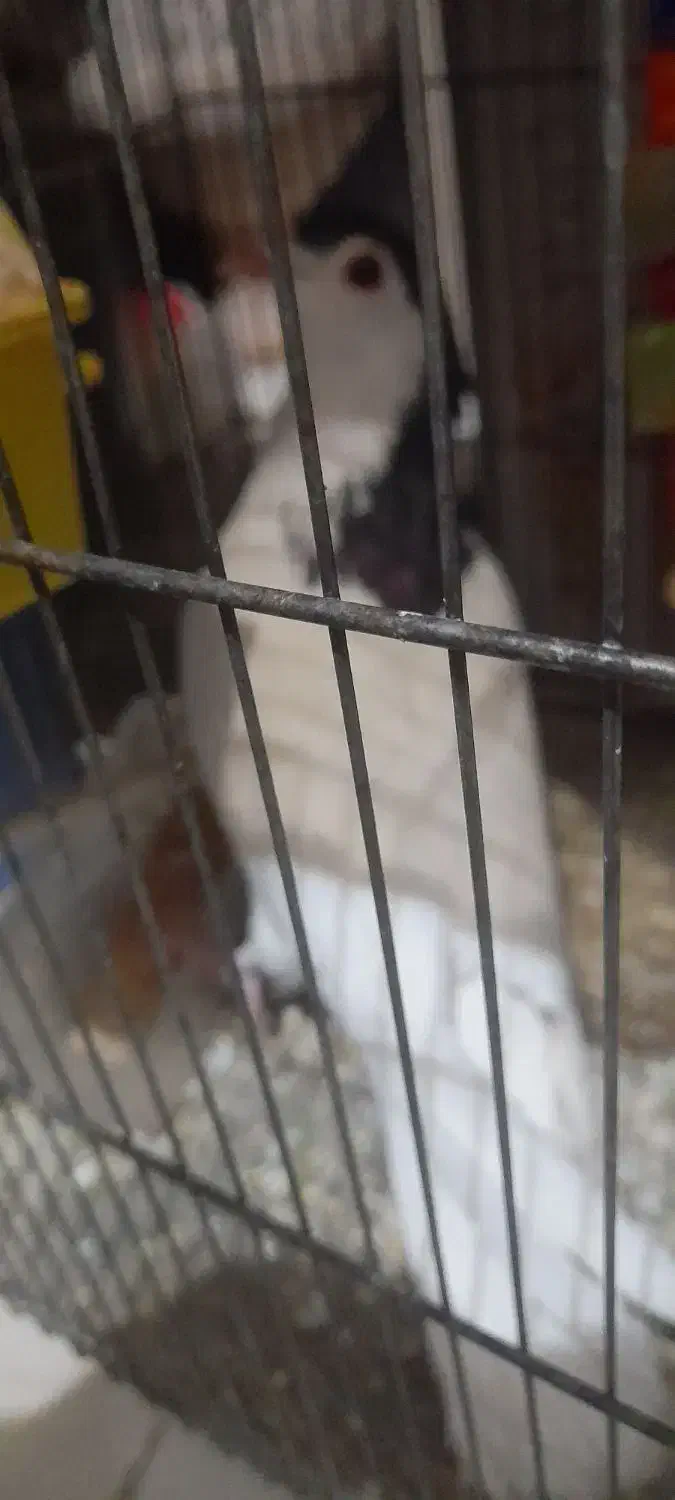 کفتر خال|پرنده|قائن, |دیوار