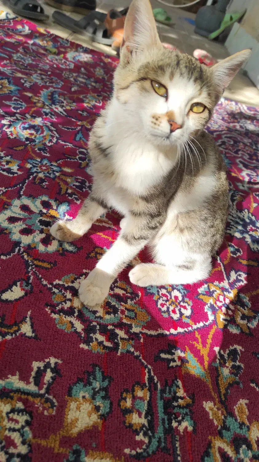 بچه گربه|گربه|شاهین دژ, |دیوار
