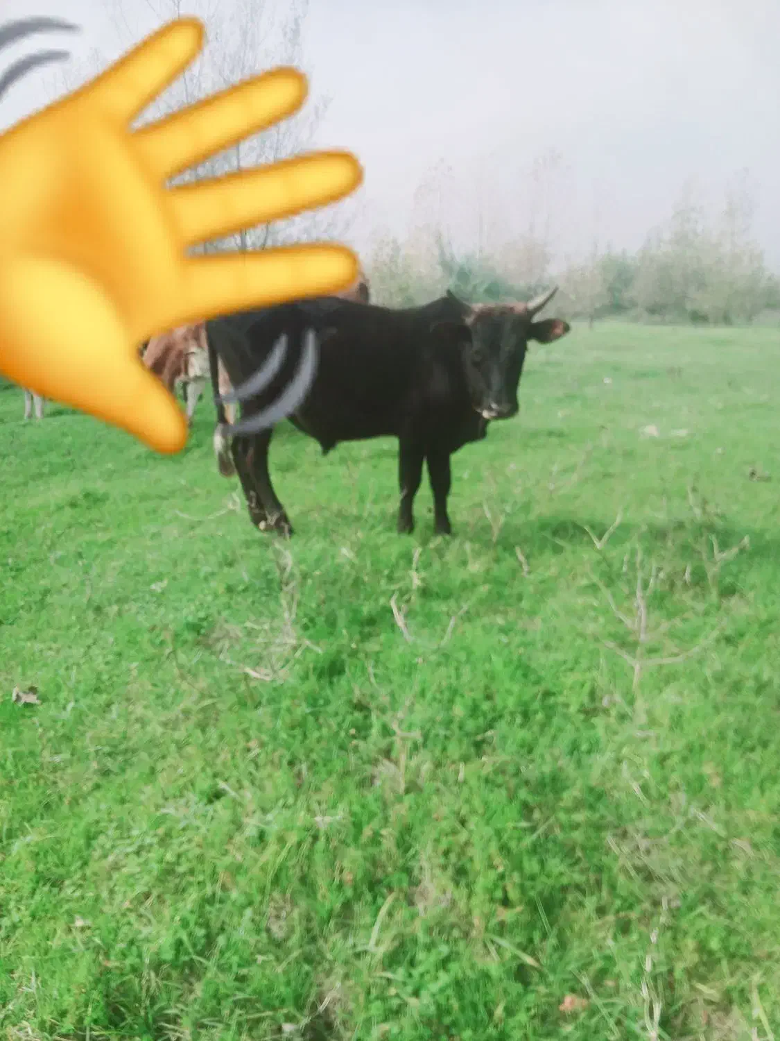 دوراس ورزاکوله سیمین تال وچالوسی|حیوانات مزرعه|آستانه اشرفیه, |دیوار