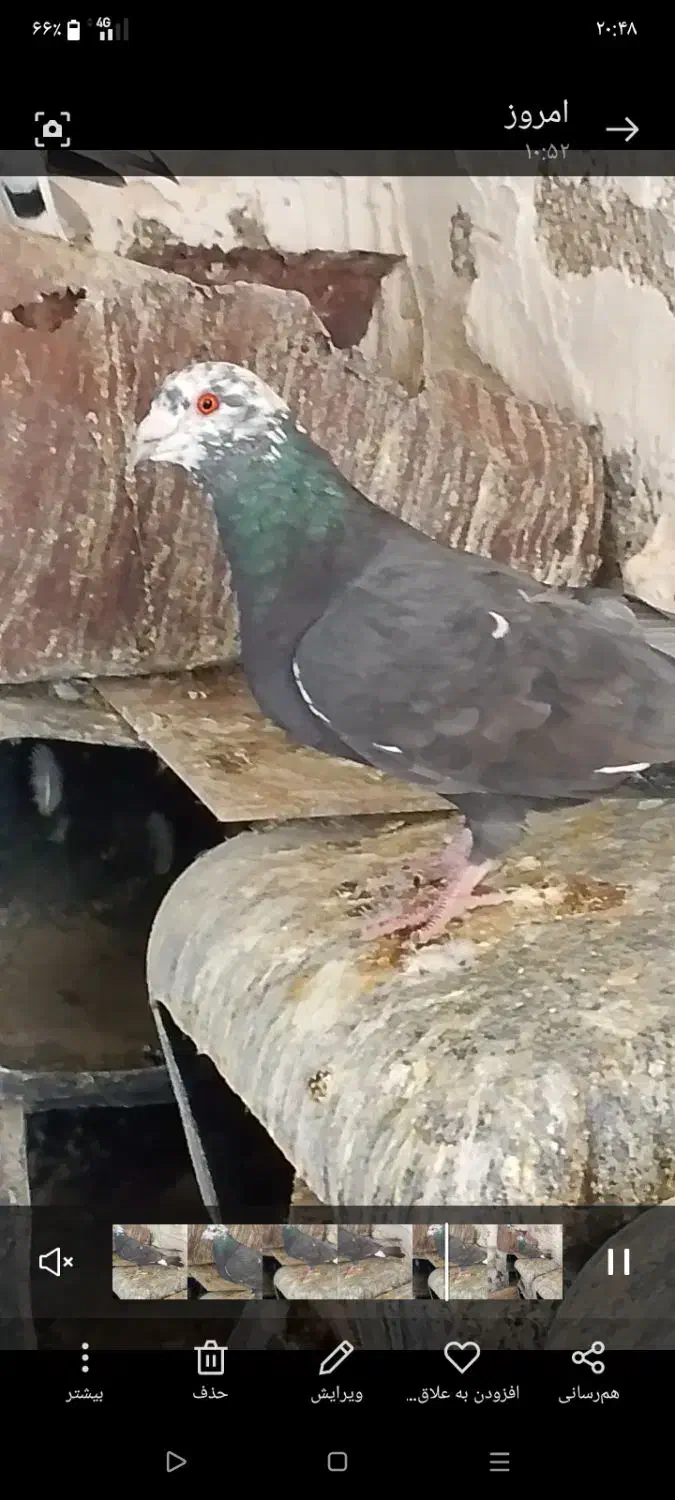 نره پلاکی|پرنده|جره و بالاده, |دیوار