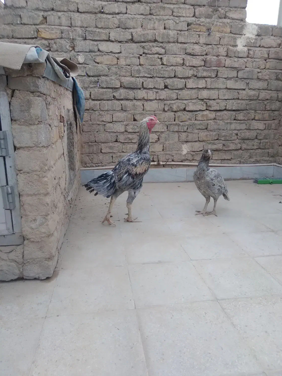 فروش و معاوضه مرغ خروس لاری دورگ هندی اوشامو|حیوانات مزرعه|قنوات, |دیوار