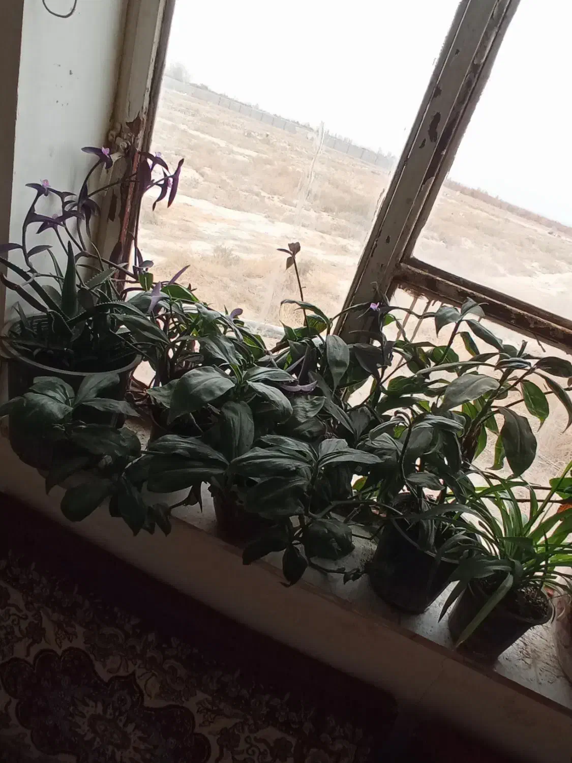 18گلدون|گل و گیاه طبیعی|چناران, |دیوار