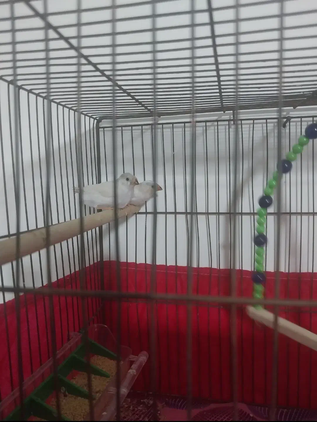 جفت فنچ نژاد ۶تخمه|پرنده|یزد, |دیوار