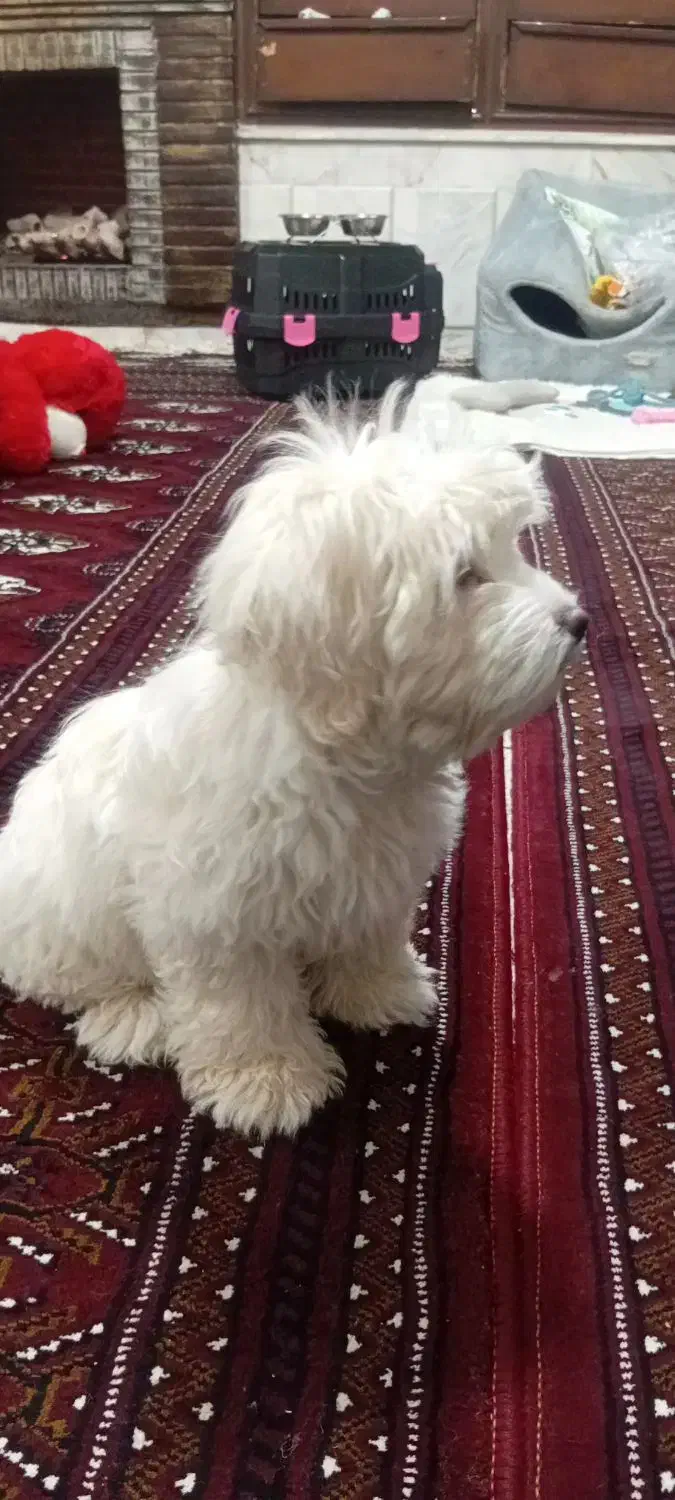 سگ پاکوتاه  شیتزو|سگ|سبزوار, نواب صفوی|دیوار