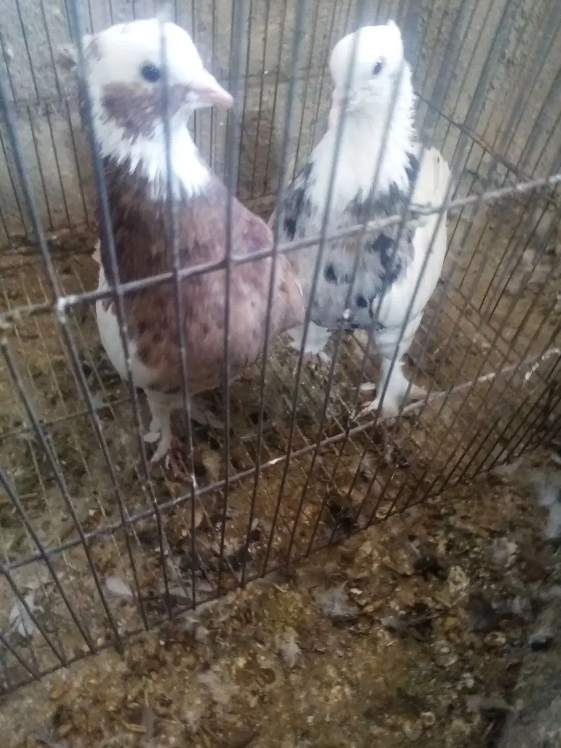 چهار جفت توقی ی جفت کله سیاه پاک کوار|پرنده|طسوج, |دیوار