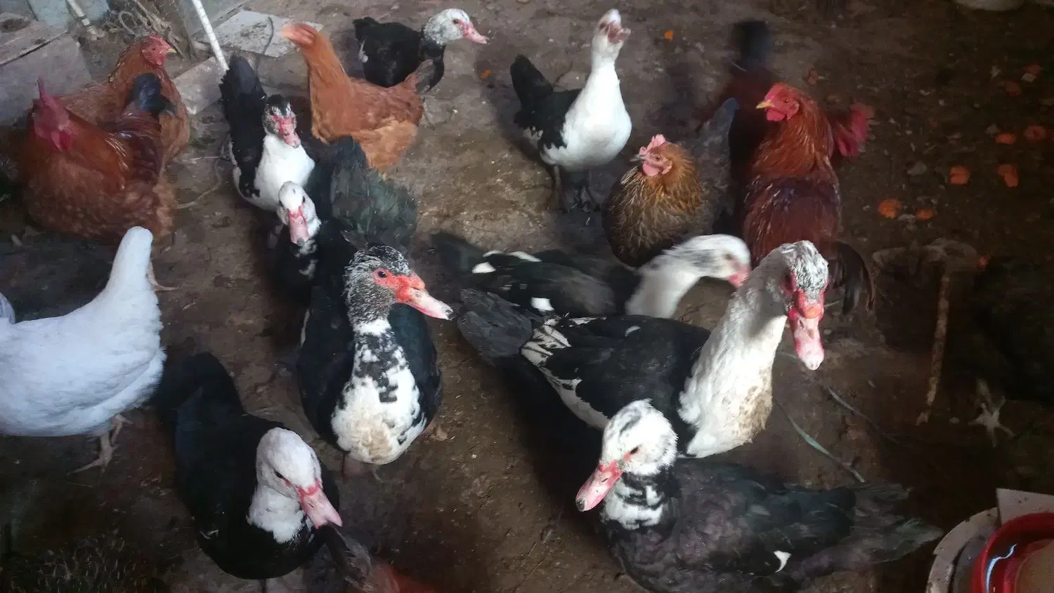 اردک|حیوانات مزرعه|خلخال, |دیوار