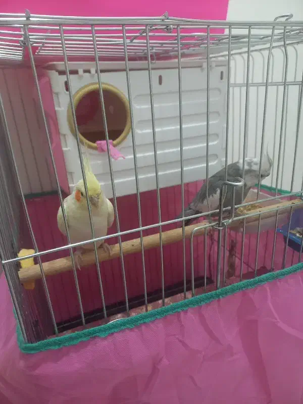 جفت عروس هلندی مولد|پرنده|سنندج, |دیوار