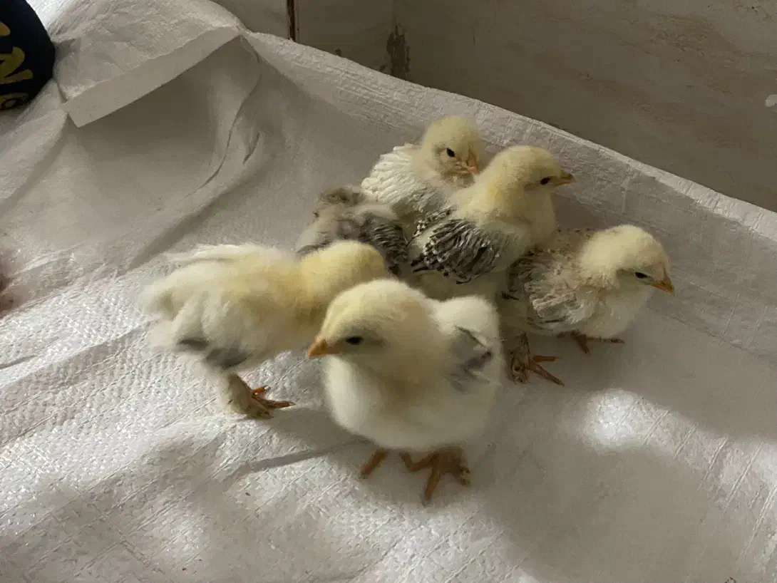 جوجه برهما|حیوانات مزرعه|اصفهان, قهجاورستان|دیوار