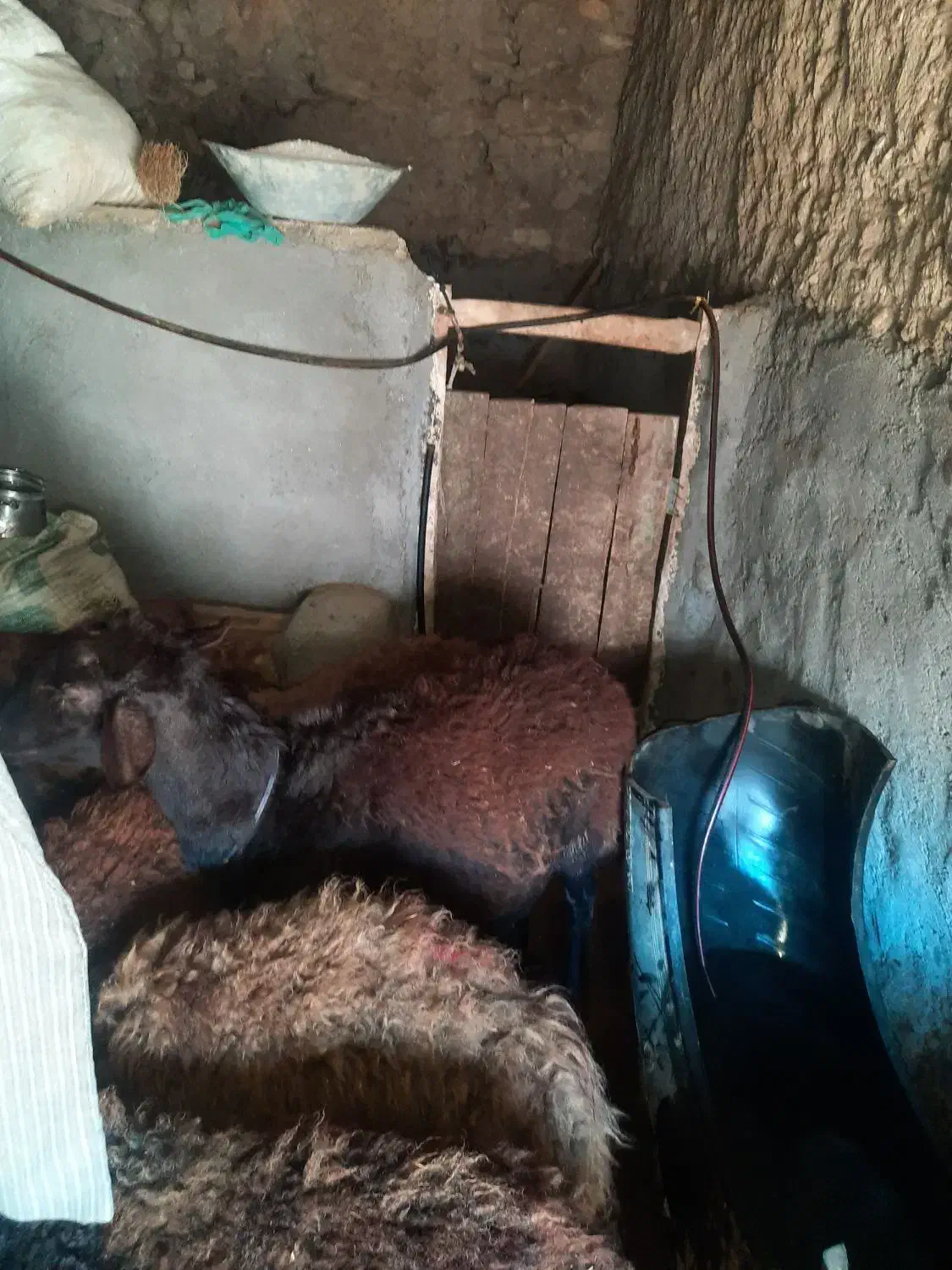 قوچ ازمان|حیوانات مزرعه|ماهنشان, |دیوار