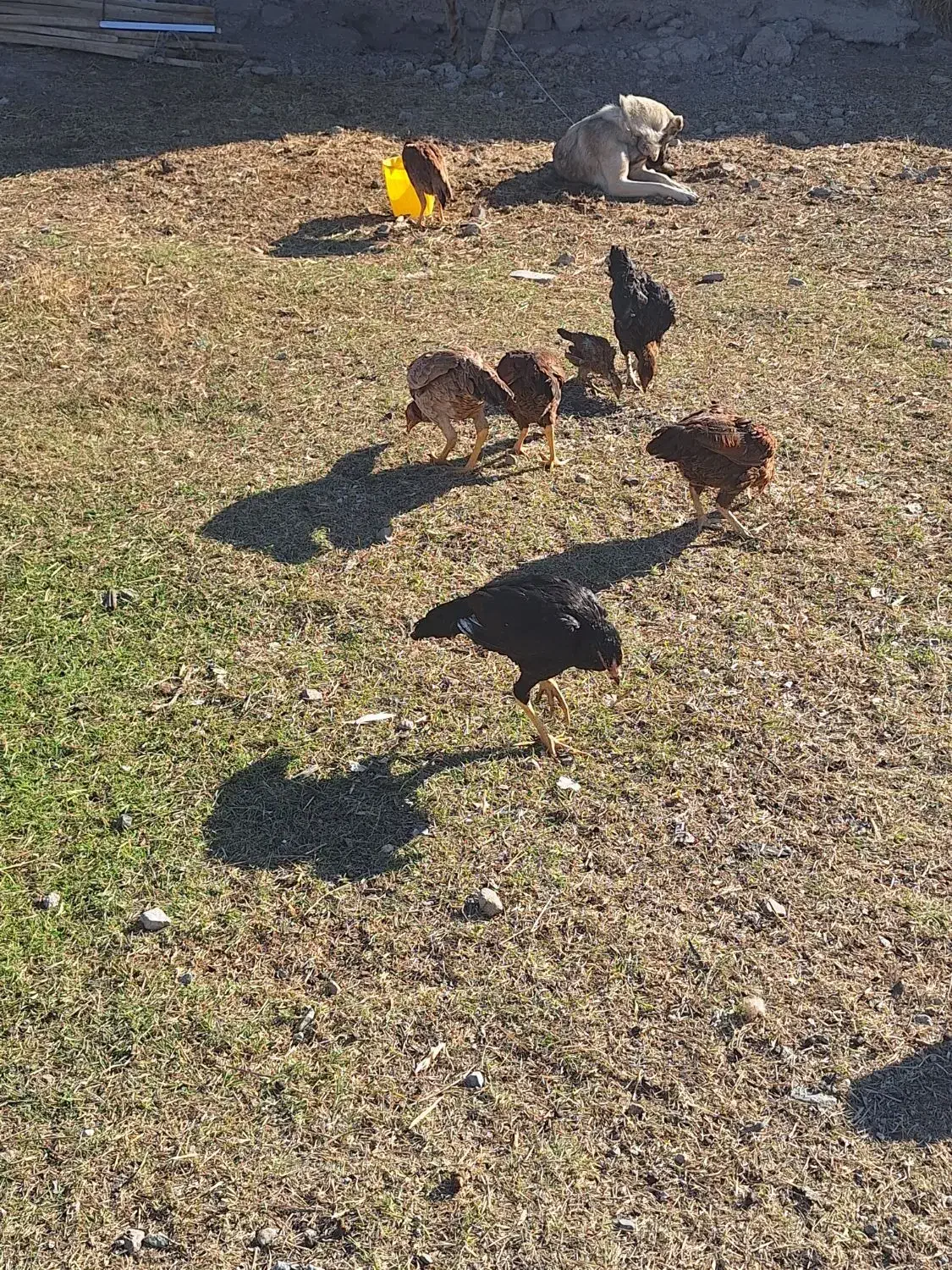 مرغ لاری معاوضه با هرچی به درد بخور باشه|حیوانات مزرعه|مشگین شهر, |دیوار