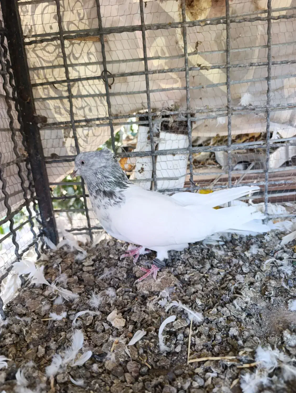 کله ای|پرنده|بم, |دیوار