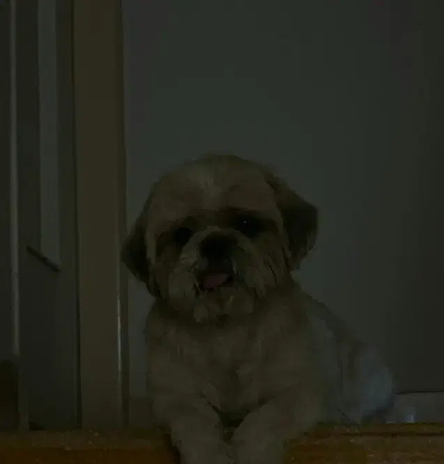 سگ واگذاری|سگ|شاهینشهر, بوستان حافظ|دیوار