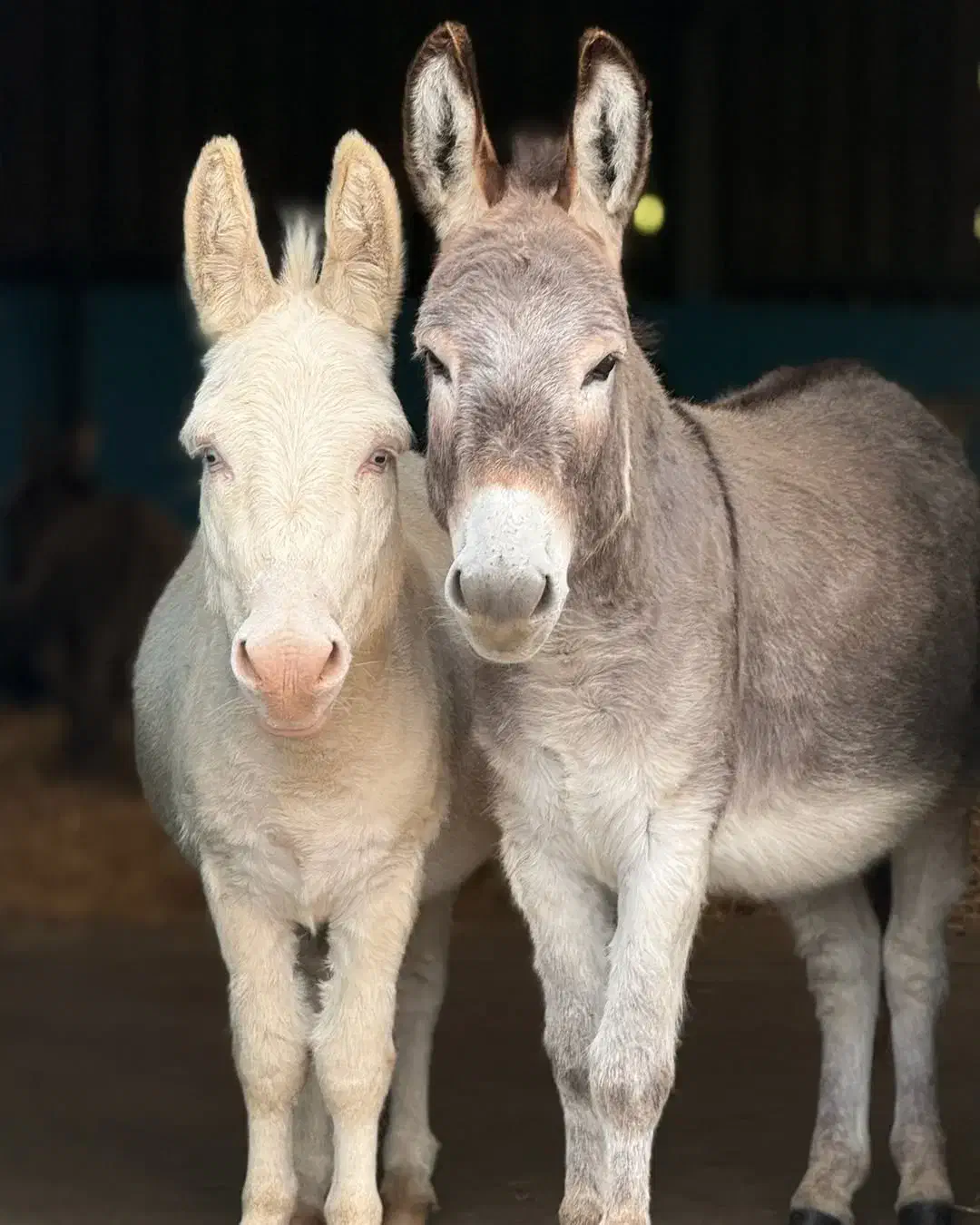 شیر تازه الاغ موجود است درحضور مشتری|خوردنی و آشامیدنی|جهرم, |دیوار