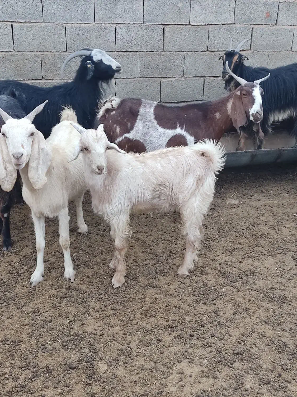 کهره نر و ماده درجه یک|حیوانات مزرعه|زرقان, |دیوار