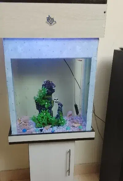 اکواریوم|ماهی|کهریزک, |دیوار