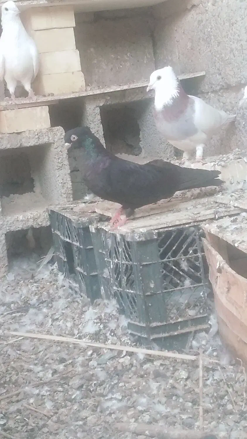 نوچه صرب و زاغ آبادانی|پرنده|جیرفت, |دیوار