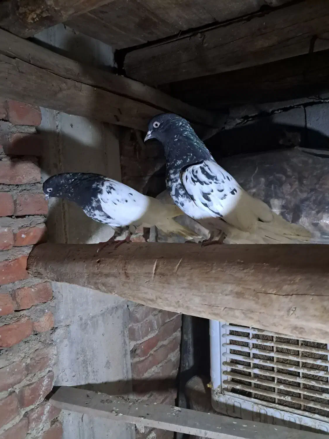 یک جفت کبوتر کله سیاه|پرنده|بناب, |دیوار