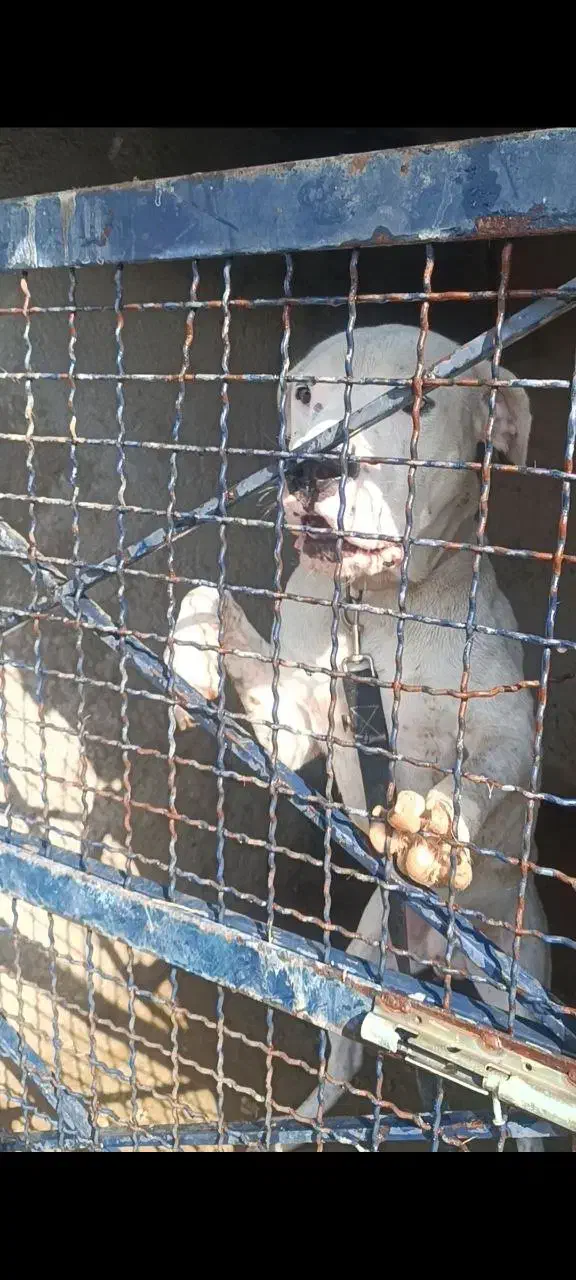 سگ داگو اصیل|سگ|کرج, گلشهر|دیوار