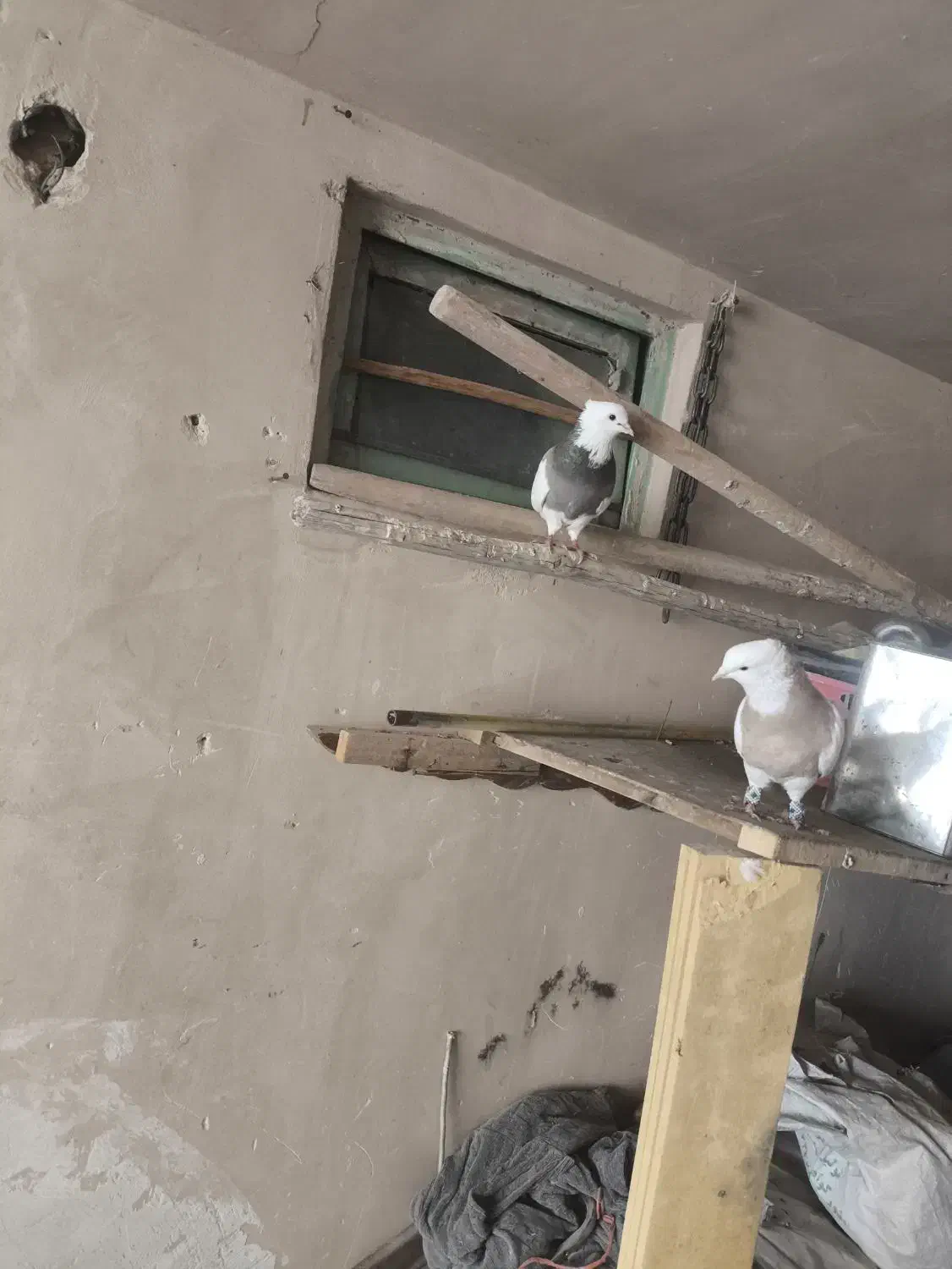 یک جفت طوقی بشرط تخم و جوجه با یک جفت جوجه|پرنده|مبارکه, |دیوار