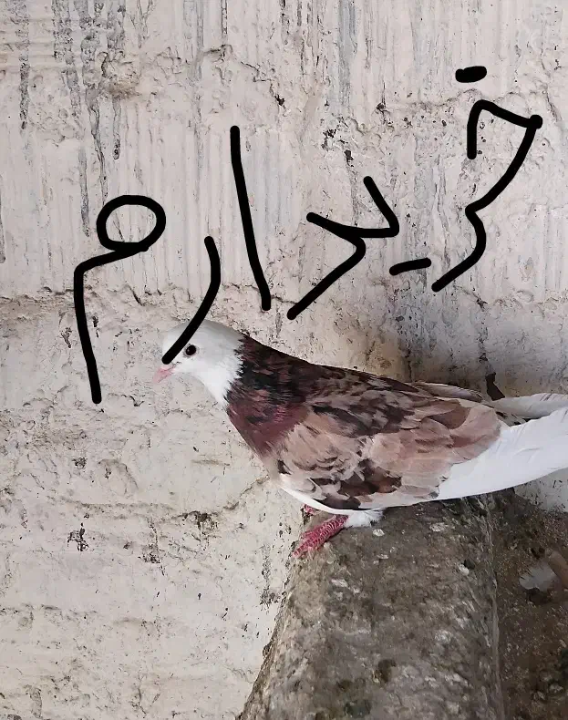 ماده شازده زرد و سرور|پرنده|قم, شهرک سازمان آب|دیوار