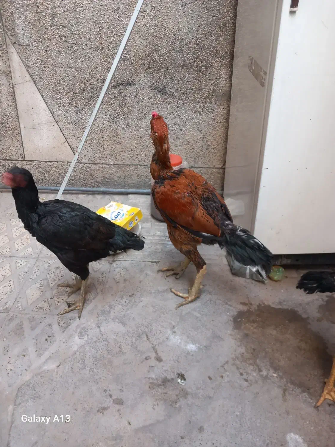 ۴ عدد خروس لاری|حیوانات مزرعه|تهران, باغ خزانه|دیوار