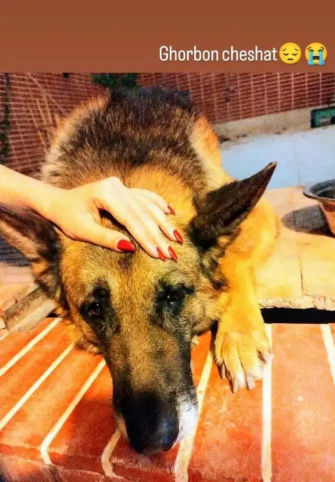 ژرمن (گم شده)|حیوانات|کرمان, |دیوار