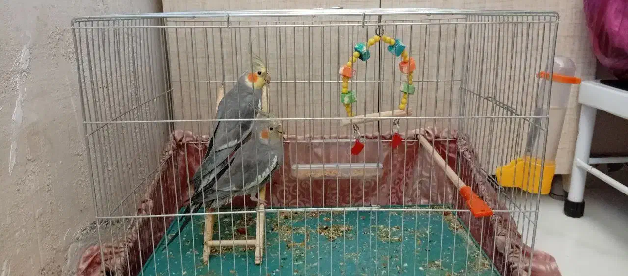 یک جفت عروس هلندی|پرنده|بوکان, |دیوار