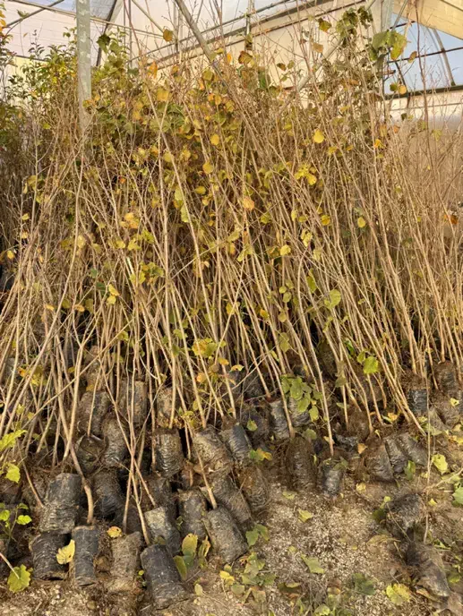 نهال درخت میوه فندق|گل و گیاه طبیعی|محلات, |دیوار