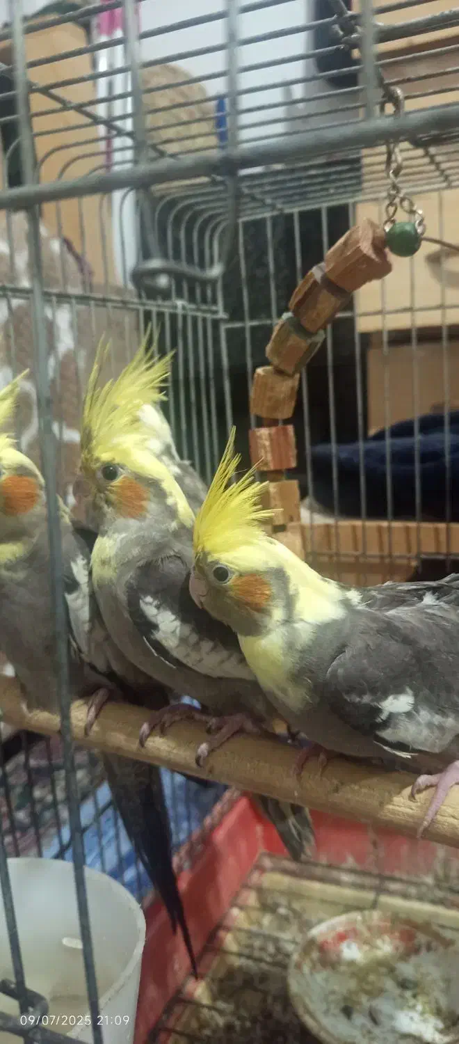 عروس هلندی نروماده|پرنده|سیاهکل, |دیوار